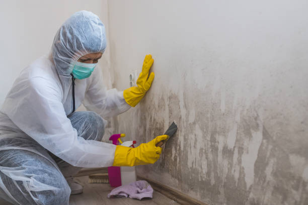 Best Attic Mold Remediation in Huntley, IL