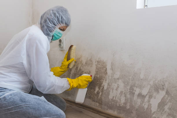 Best White Mold Remediation in Huntley, IL