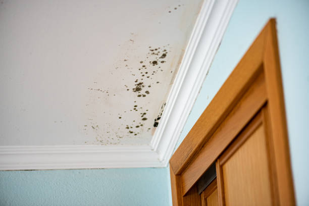 Best Crawl Space Mold Remediation in Huntley, IL