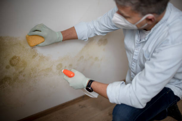 Best Commercial Mold Remediation in Huntley, IL