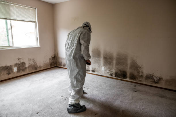 Best Health and Safety Mold Remediation in Huntley, IL