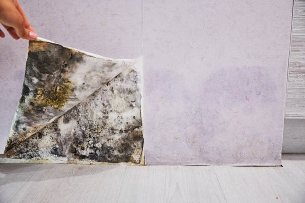 Best Kitchen Mold Remediation in Huntley, IL